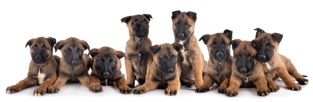 Belgian Malinois Puppy Growth Chart 