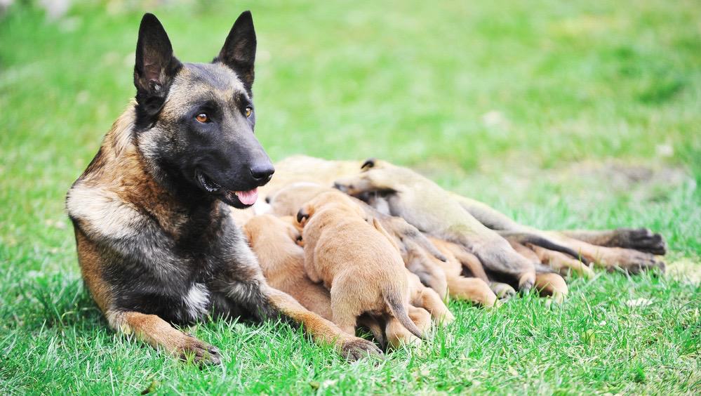 Belgian Malinois Growth Chart Belgian Malinois Puppy Weight