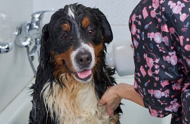 Bernese Mountain Dog Bathing