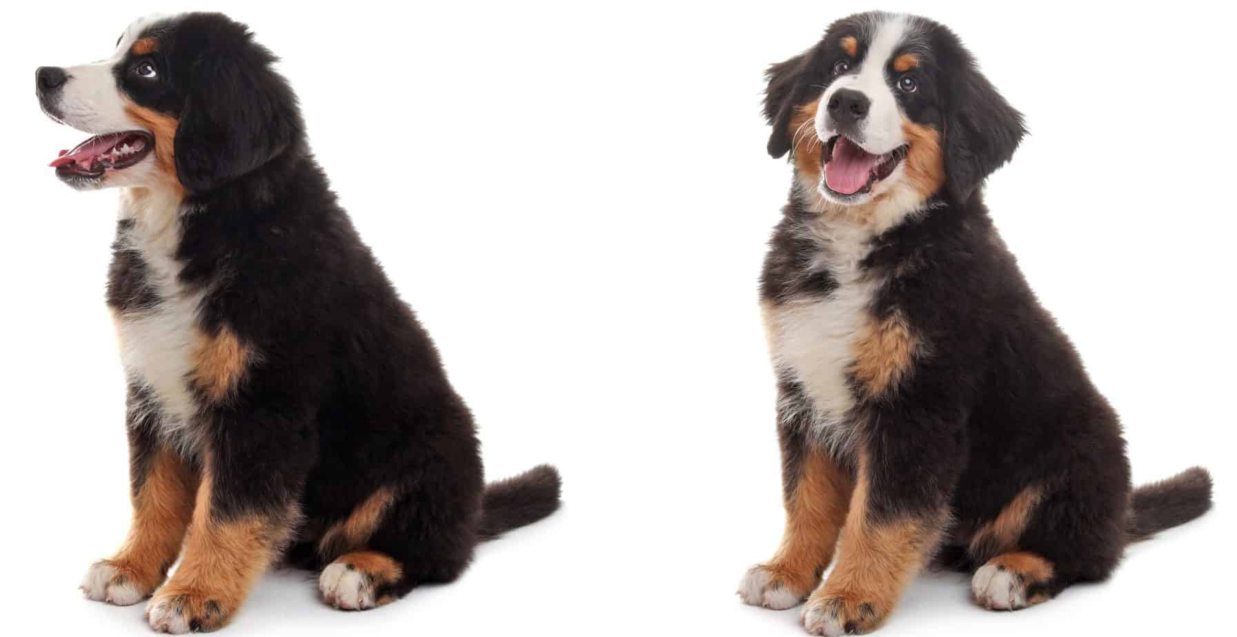 Bernese Mountain Dog Diet