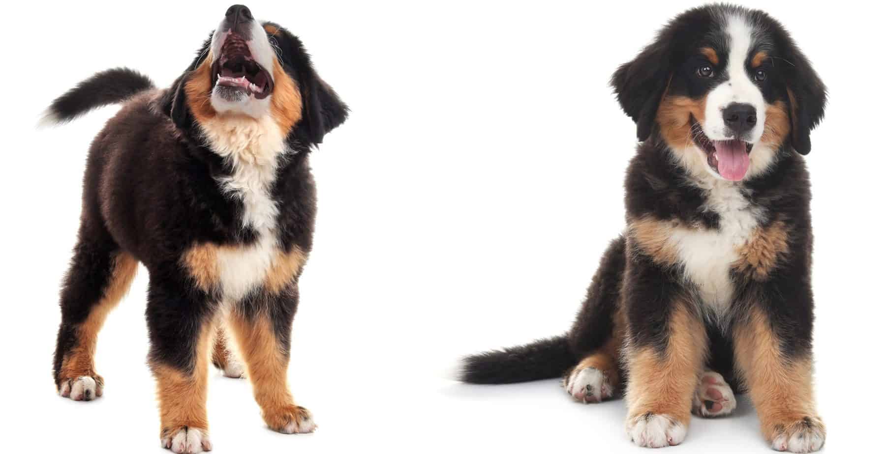 are bernese mountain dogs hypoallergenic