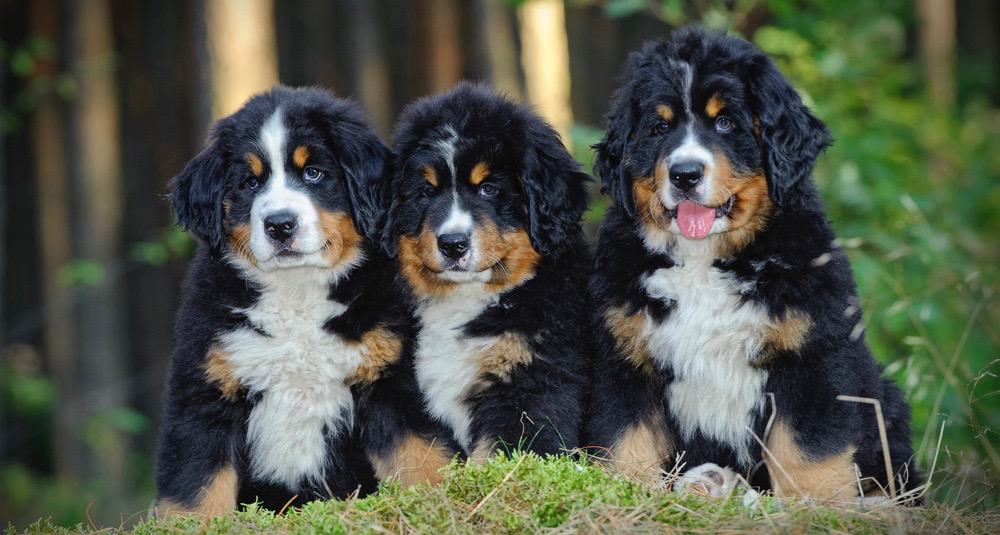 Bernese Mountain Dog Puppy Shedding