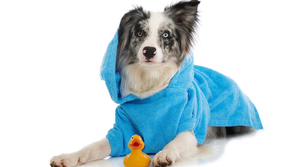 Border Collie Bathing