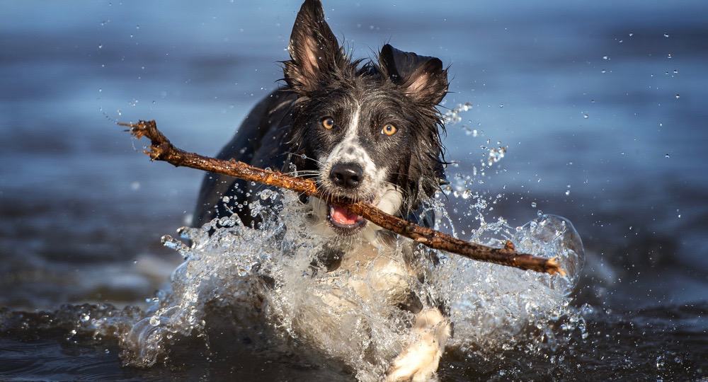 Border Collie Coat