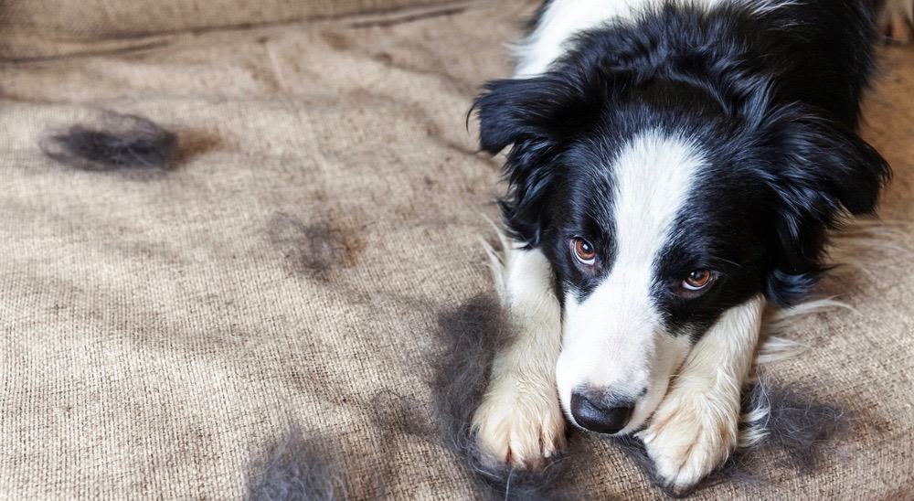 Border Collie Puppy Shedding