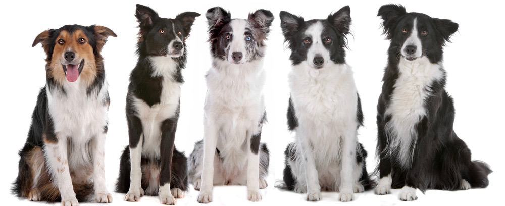 Do Border Collies Shed?