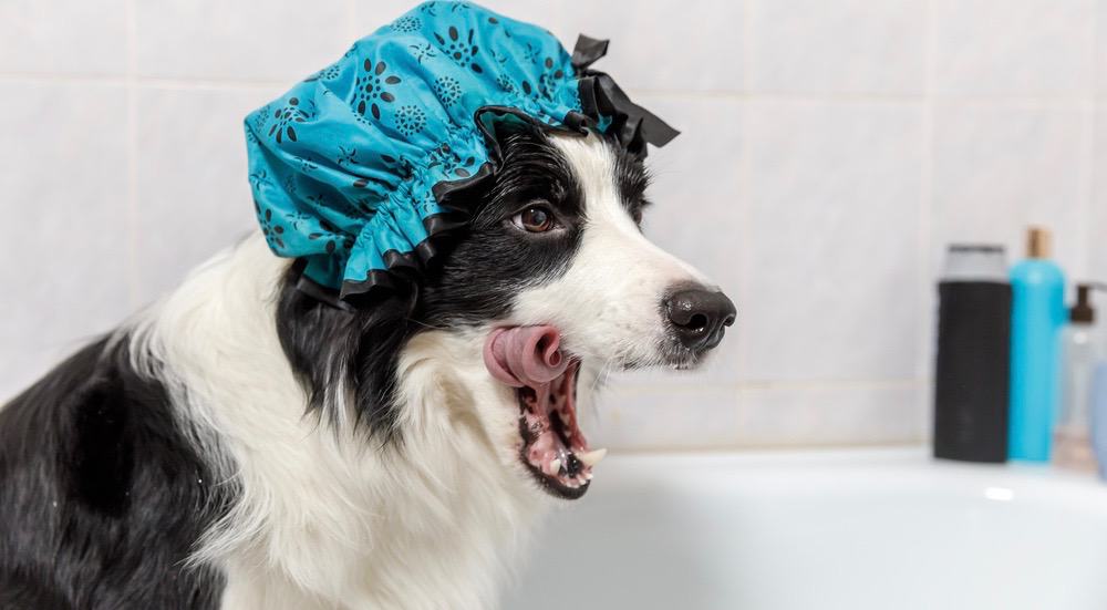 Border Collie Shedding Frequency