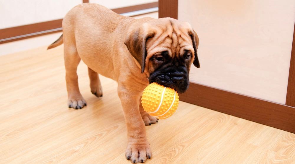 Bullmastiff Development