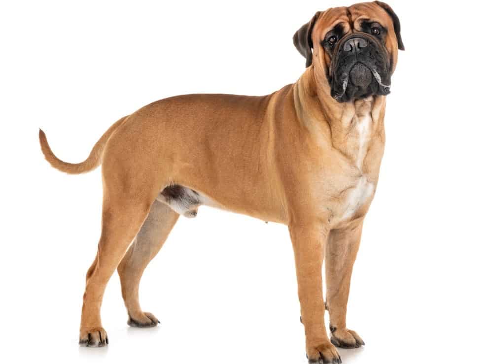 how long does it take a bullmastiff to be full grown