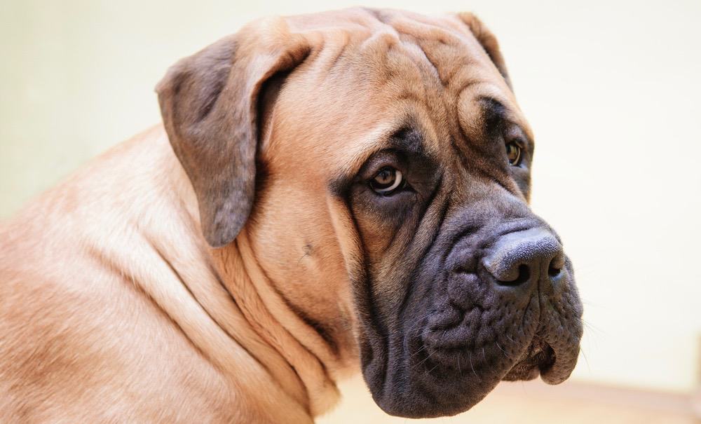 how long does it take a bullmastiff to be full grown