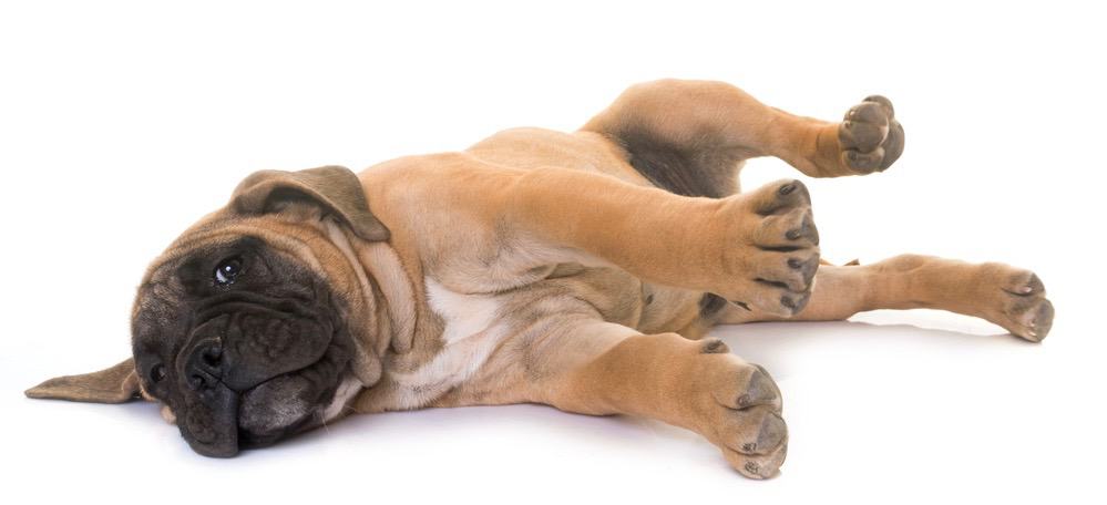 Bullmastiff Puppy Weight Chart