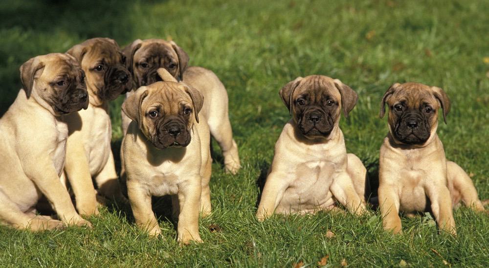 Bullmastiff Weight Chart