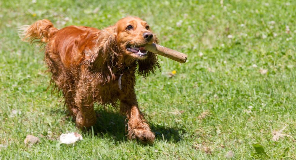 Cocker Spaniel Growing