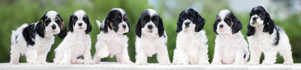 Cocker Spaniels Growth Chart