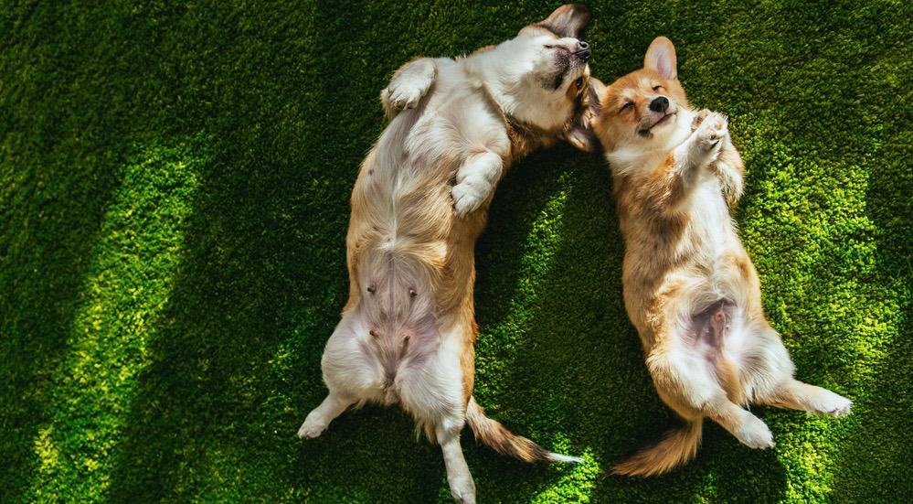 Corgi Grooming