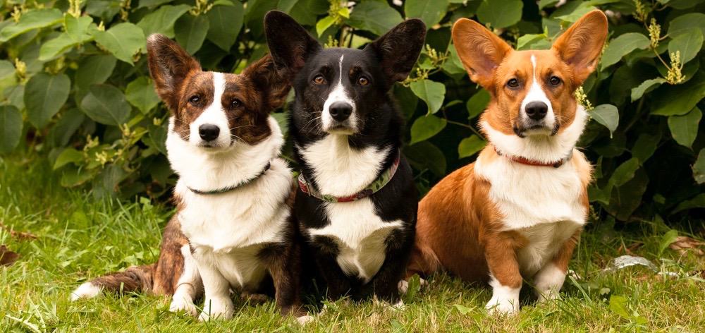 Corgi Shedding