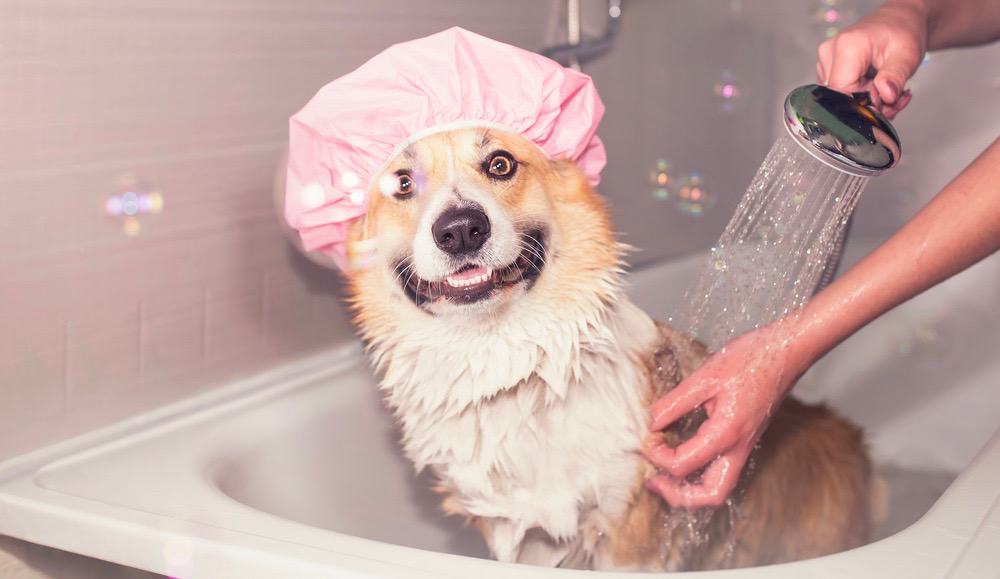 Corgi Shedding Frequency