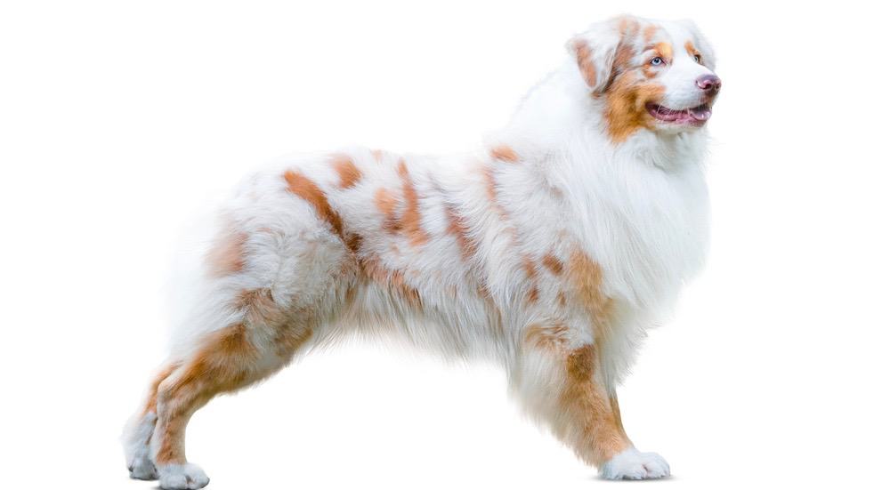 Do Australian Shepherds Shed A Lot