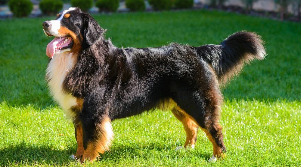 Bernese Do Bernese Mountain Dogs Shed