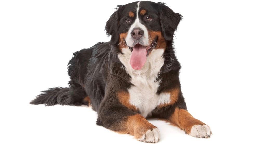 Do Bernese Mountain Dogs Shed | Bernese Mountain Dog Shedding