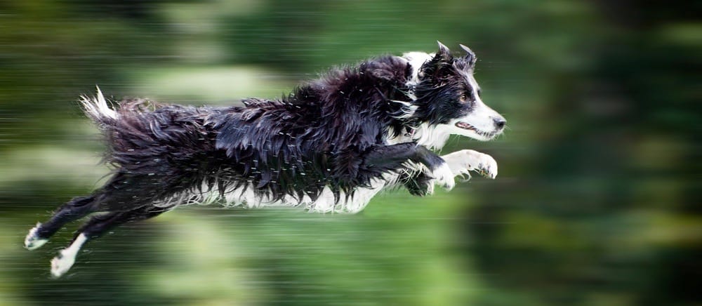 do border collies shed a lot