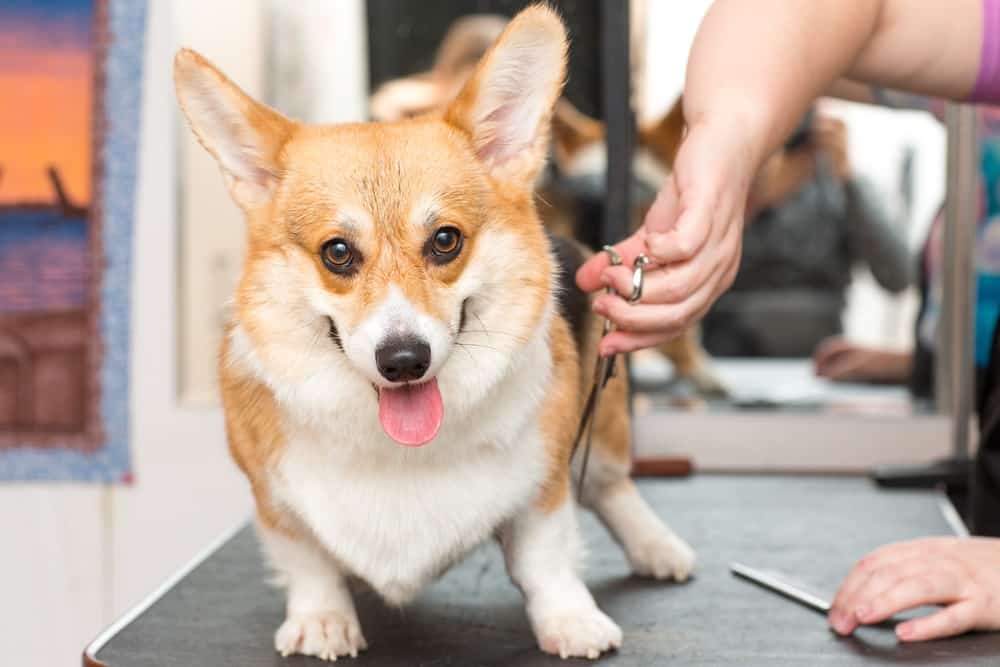 why do corgis shed so much