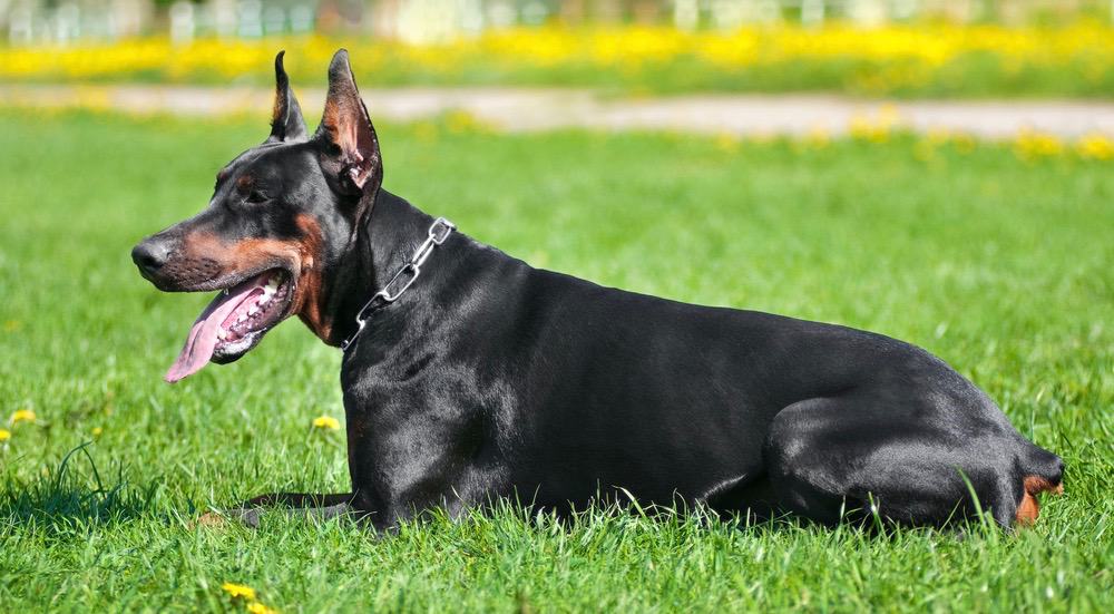 Do Dobermans Shed