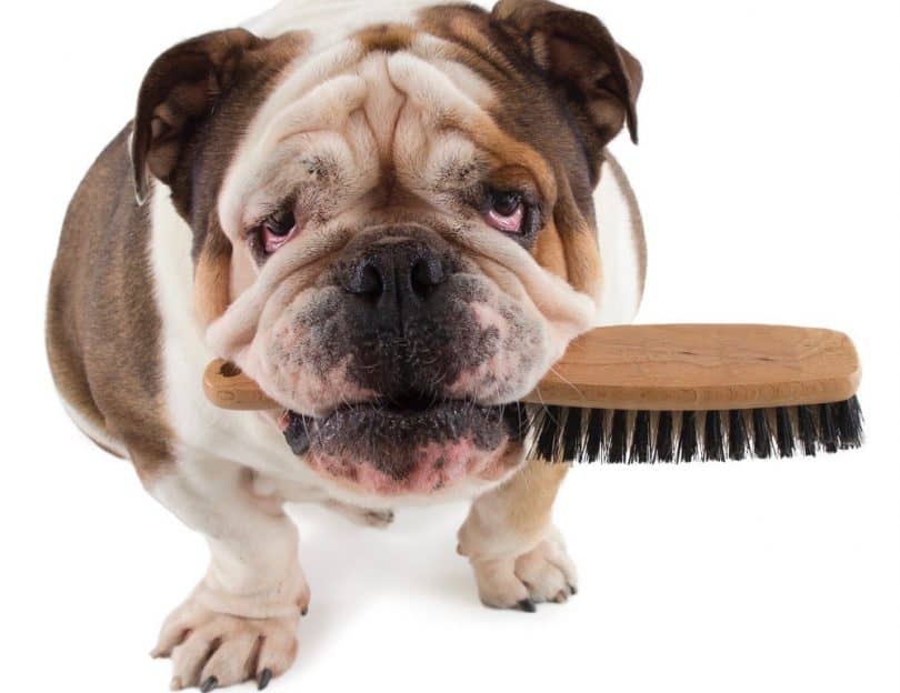 Do English Bulldogs Shed English Bulldog Shedding