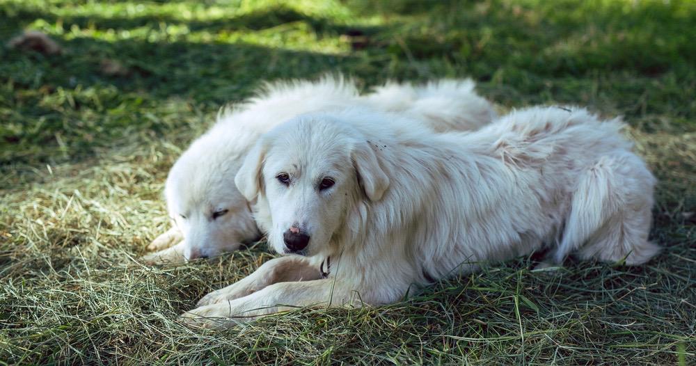 should i shave my great pyrenees in summer