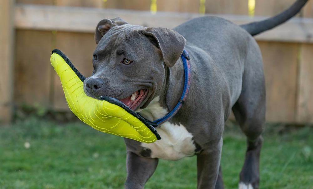 Do Pitbulls Shed | Pitbull Shedding (Adults & Puppies)