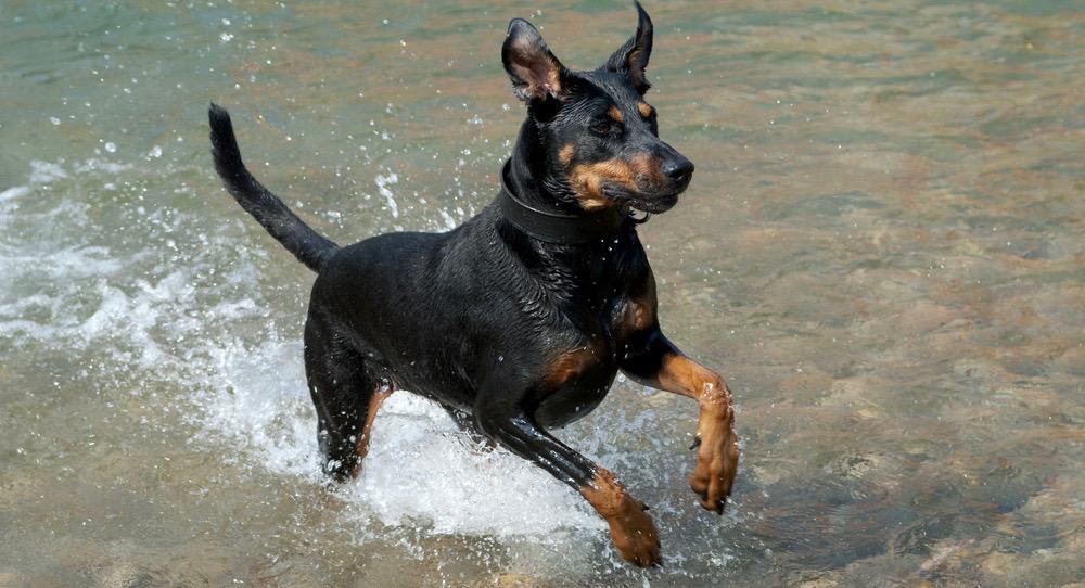 Doberman Bathing