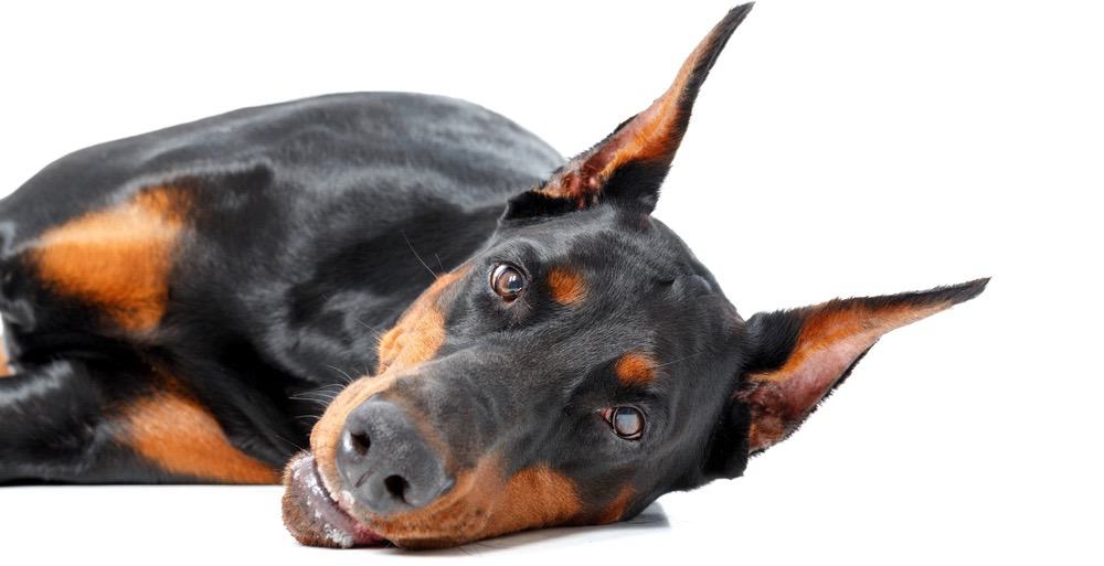 Doberman Grooming