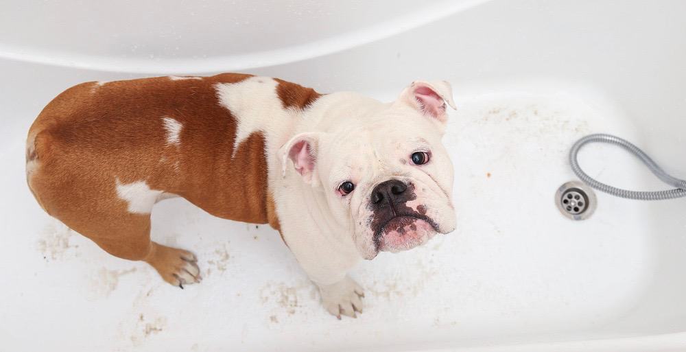 English Bulldog Bathing