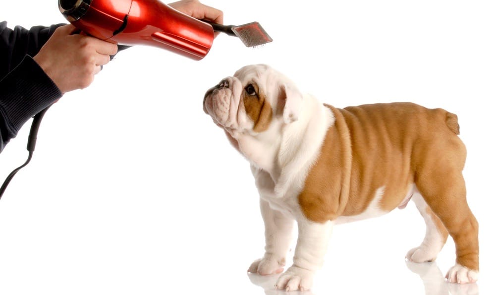 English Bulldog Grooming