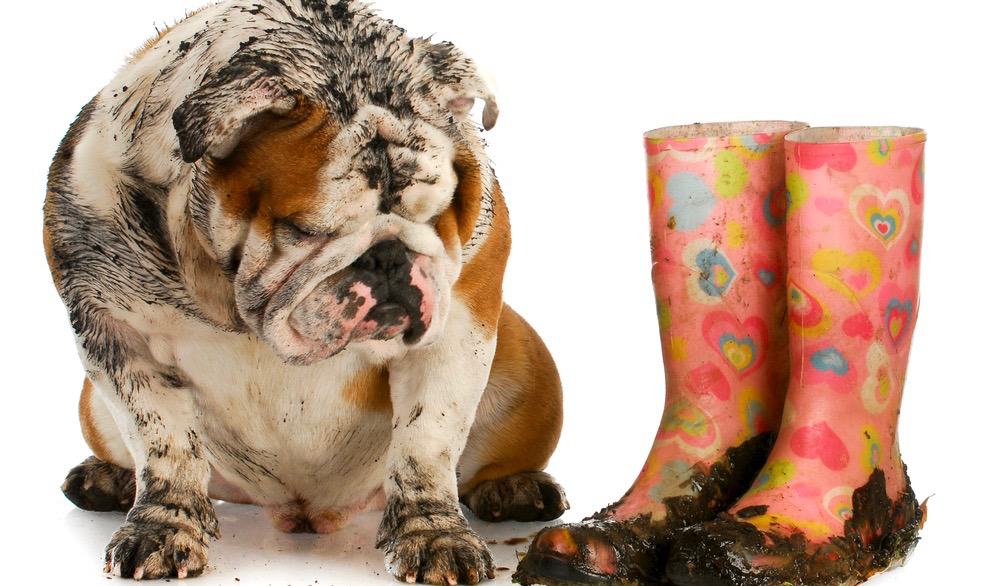 English Bulldog Puppy Shedding