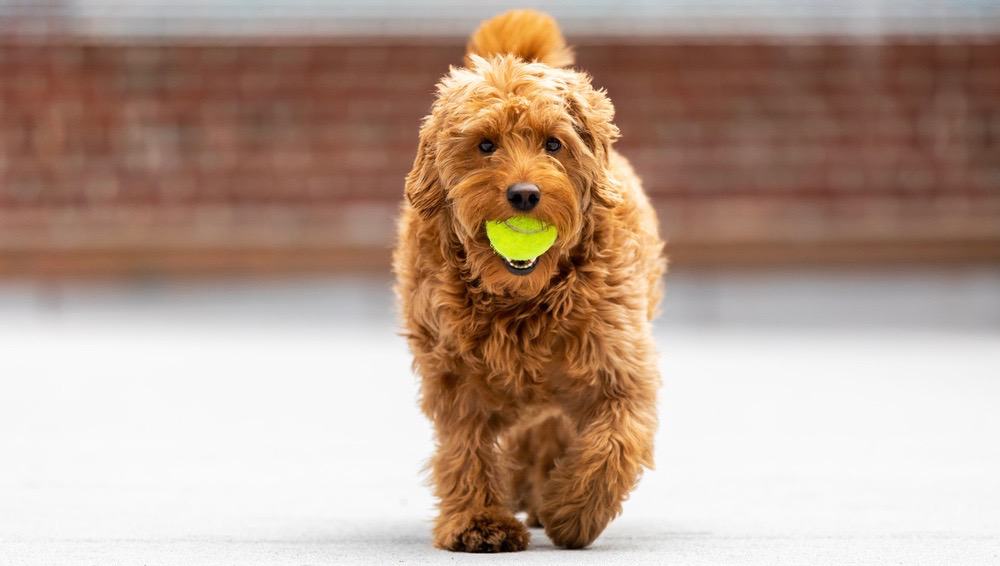 Goldendoodle-ontwikkeling