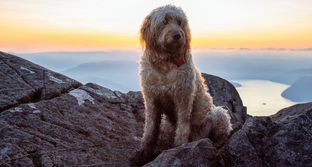 Goldendoodle valp vikt diagram