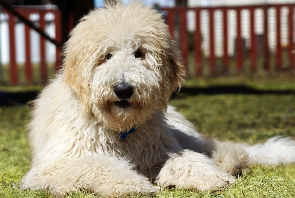 graf hmotnosti Goldendoodle