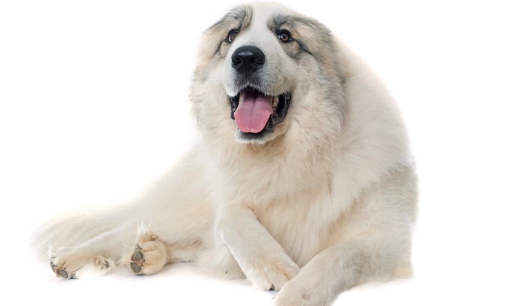 can you cut a great pyrenees hair