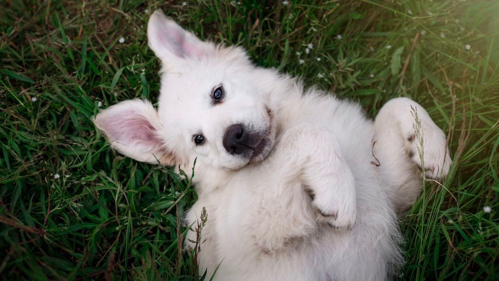 Great Pyrenees Puppy Shedding