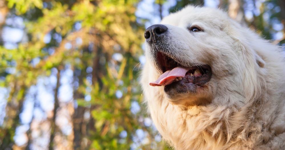 Great Pyrenees Shedding