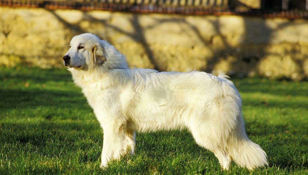 Great Pyrenees Shedding Frequency