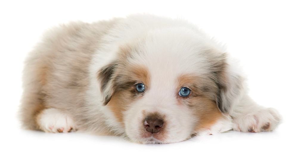 How long does an australian shepherd live