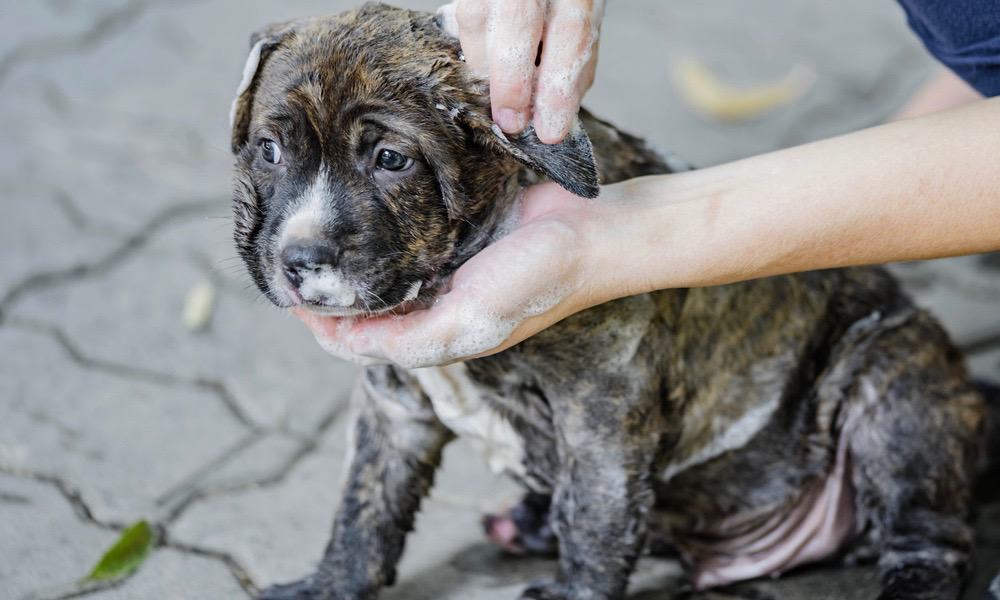 Pitbull Puppy Shedding Frequency