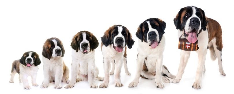 Saint Bernard Growth Chart | St. Bernard Weight & Size Chart