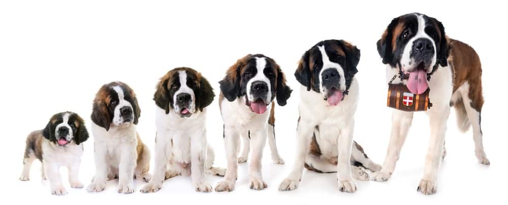 Saint_Bernard_Grow