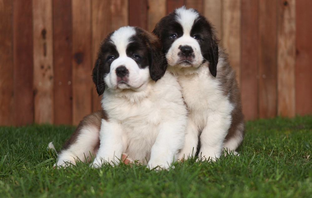 Saint Bernard Growth Chart