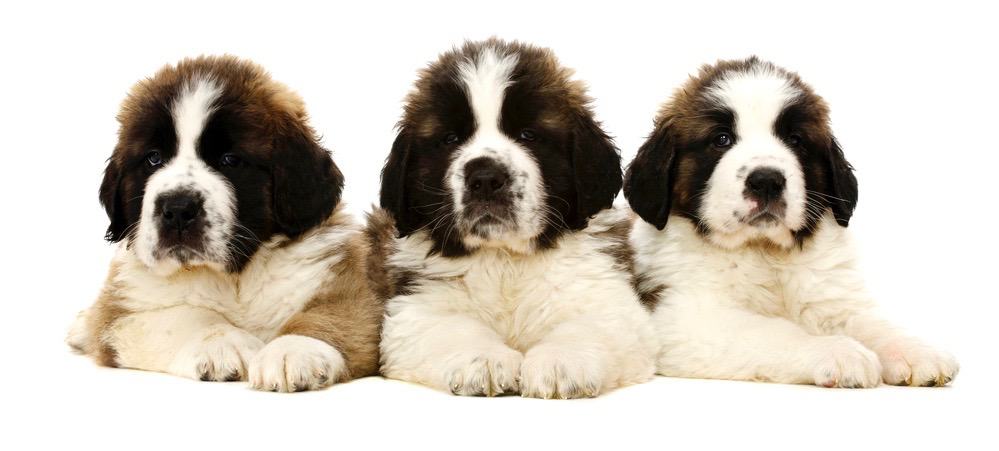 Saint Bernard Puppy Weight Chart