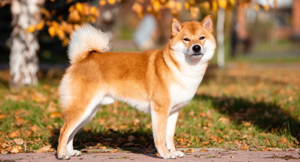 at what age is a shiba inu full grown