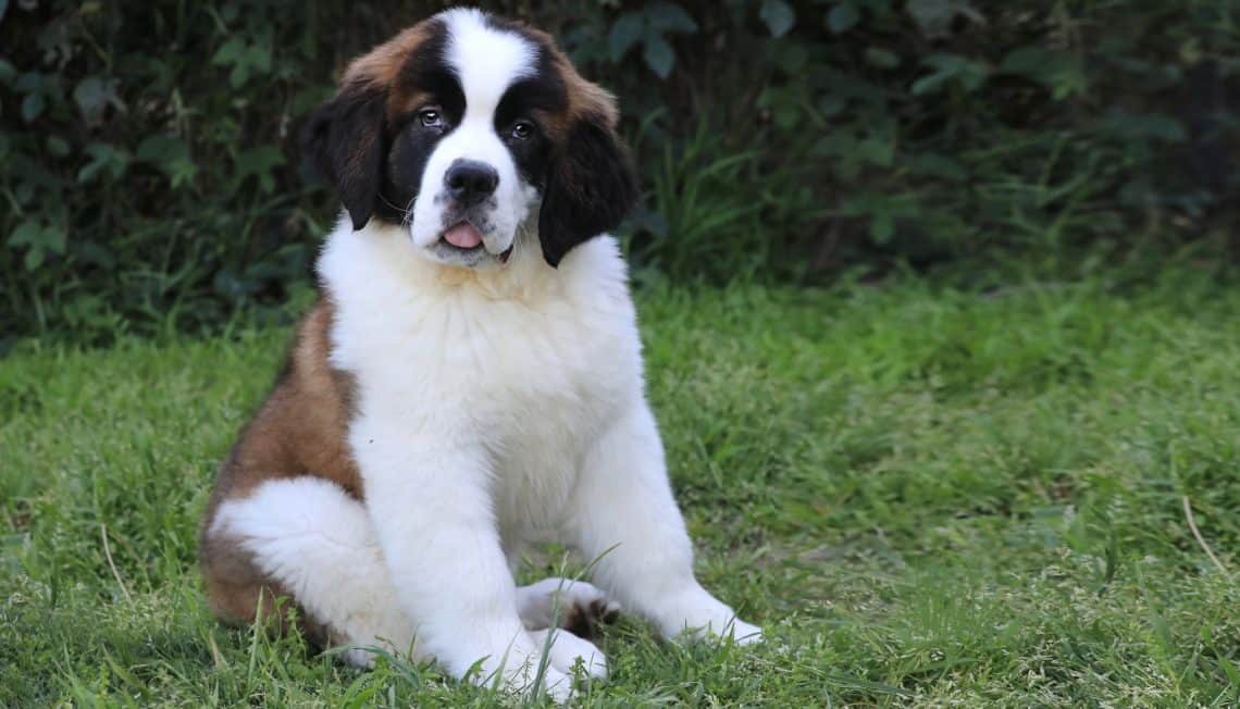 Saint Bernard Growth Chart St Bernard Weight Size Chart